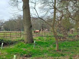 Lots of horses