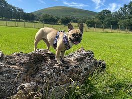 My dogs loved there own bit of space which you can book