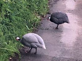 A pair of game birds out for a stroll