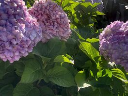 Beautiful gardens at campsite