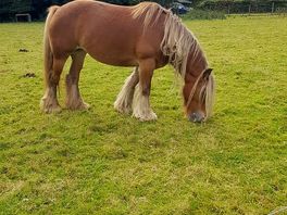 Horse on route to pub 🤷♂️