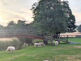 Some friendly visitors