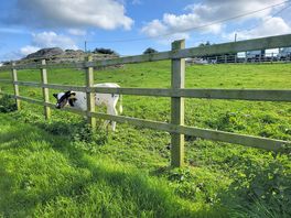 Some of the beautiful calves on site.