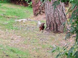 Red squirrel