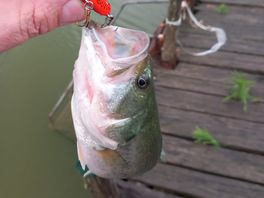 Another small large mouth from the marina