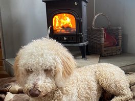 All cozy next to the fire