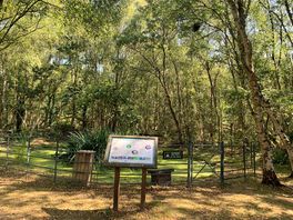 Woodland walk