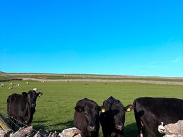 Cows and sheep in next field