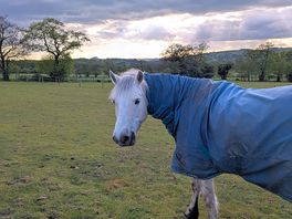 Cheeky horse