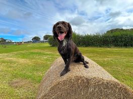 Happy boy in the off lead area