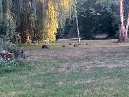 Water beavers