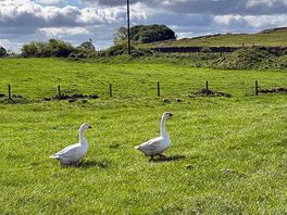 Morning visitors