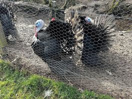 Turkey