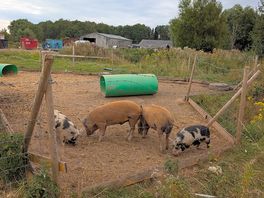 🐖🐷
