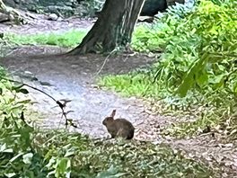 Rabbit in the woodland walks at the back of the site