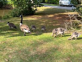 Ducks