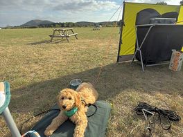 Rufus enjoying the scenery