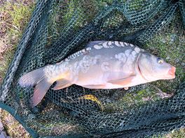 Small mirror carp