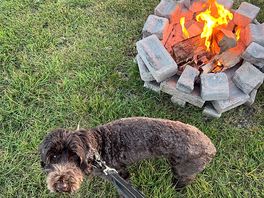 Maggie enjoying the warmth