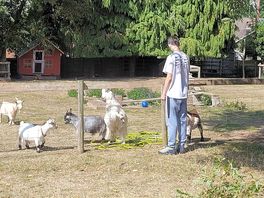 Goats