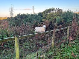 Sheep near the box!