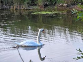 Swans on the lake