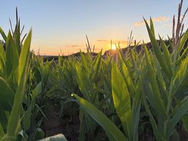 Cornfield on a walk from the campsite