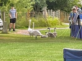 Signets with parents