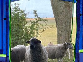 Friendly pet sheep were adorable