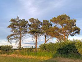 A sunny evening