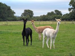 The alpacas