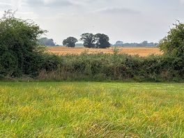 View to the west of my pitch 🌻