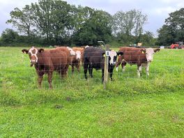 Cows in the adjacent field - even they were quiet!