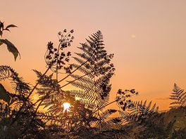 Sunrise through the bracken.