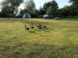 Friendly neighbourhood geese
