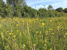 Wildflower meadow in june