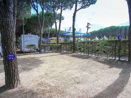 Well marked out pitches among the trees