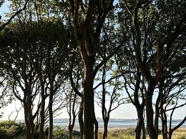 Walks