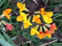 Bloem