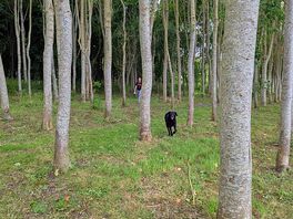 The adjoining woodland