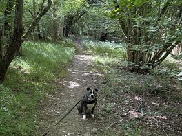 Early morning walk
