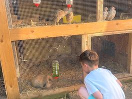 Rabbit petting