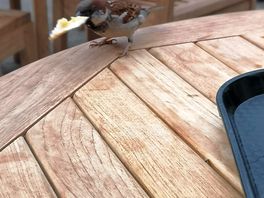Friendly birds