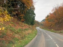 Beautiful forest of dean