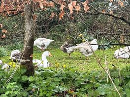 Wildlife on walk