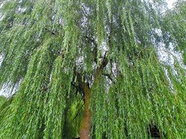 Willow tree