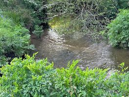Lovely stream in dog walk field