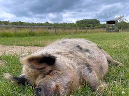 Loved a visit to see the pigs