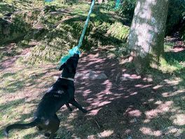 Rope swings
