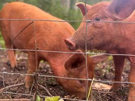 Super cute pigs to feed